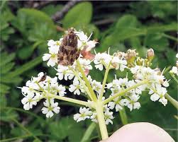 Attēlu rezultāti vaicājumam “Epermeniidae”