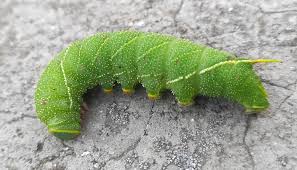 Attēlu rezultāti vaicājumam “Laothoe amurensis”