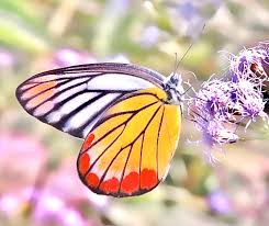 Attēlu rezultāti vaicājumam “Euphydrias aurinia upperside”