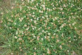 Attēlu rezultāti vaicājumam “Trifolium repens fruit”