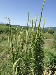 Image result for Reseda luteola