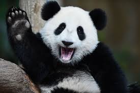 Image result for pandas