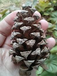 Attēlu rezultāti vaicājumam “Pinus ponderosa fruit”