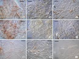 Attēlu rezultāti vaicājumam “Pachyphloeus melanoxanthus”