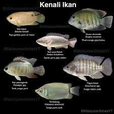 Image result for ikan