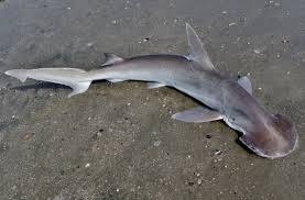 Image result for Sphyrna media