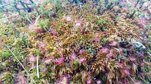 Attēlu rezultāti vaicājumam “Sphagnum fuscum”