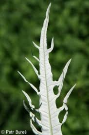 Attēlu rezultāti vaicājumam “Cirsium heterophyllum leaf”