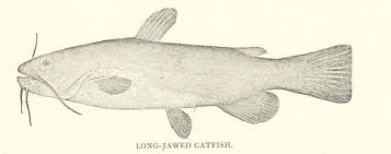 Image result for Ameiurus melas