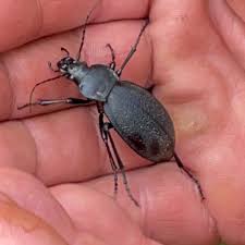 Attēlu rezultāti vaicājumam “Carabus coriaceus”