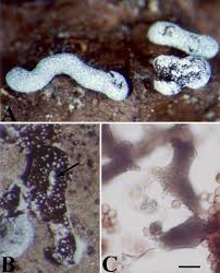 Attēlu rezultāti vaicājumam “Physarum bivalve sessile”