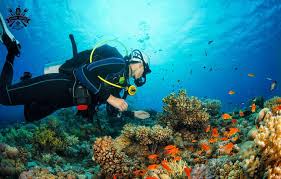 Image result for World Divers