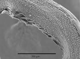 Attēlu rezultāti vaicājumam “Syntrichia latifolia macro”