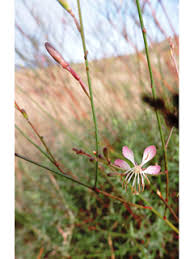 Attēlu rezultāti vaicājumam “Oenothera rubricauli flower”