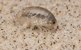 Attēlu rezultāti vaicājumam “Talitrus saltator”