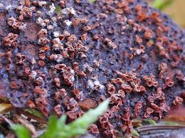 Attēlu rezultāti vaicājumam “Cribraria intricata young”