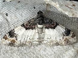 Attēlu rezultāti vaicājumam “Catarhoe cuculata”