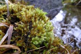 Attēlu rezultāti vaicājumam “Philonotis calcarea”