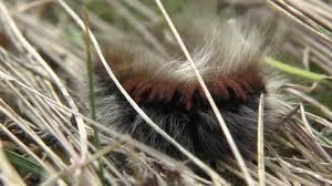 Attēlu rezultāti vaicājumam “Macrothylacia rubi larva”