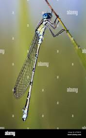 Attēlu rezultāti vaicājumam “Enallagma cyathigerum”