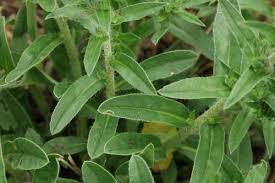 Attēlu rezultāti vaicājumam “Echium vulgare”