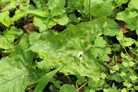 Attēlu rezultāti vaicājumam “Puccinia sessilis”