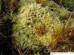 Attēlu rezultāti vaicājumam “Sphagnum compactum”