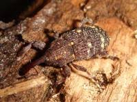 Attēlu rezultāti vaicājumam “Pissodes piniphilus”