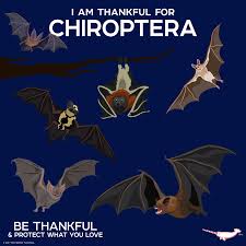 Attēlu rezultāti vaicājumam “Chiroptera”