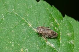 Attēlu rezultāti vaicājumam “Philaenus spumarius nymph”