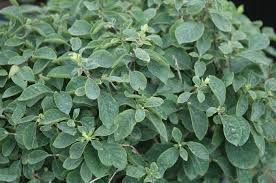 Attēlu rezultāti vaicājumam “Lonicera xylosteum leaf”