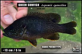 Image result for Lepomis cyanellus