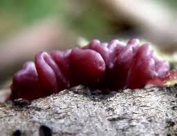 Attēlu rezultāti vaicājumam “Ascocoryne sarcoides”