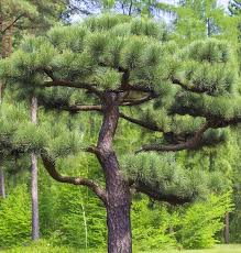 Attēlu rezultāti vaicājumam “Pinus nigra fruit”