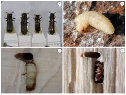 Attēlu rezultāti vaicājumam “Bolitophagus reticulatus larva”