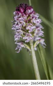 Attēlu rezultāti vaicājumam “Orchis ustulata”