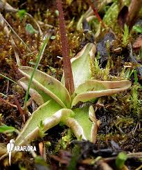 Attēlu rezultāti vaicājumam “Pinguicula alpina”