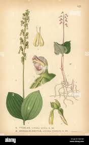 Attēlu rezultāti vaicājumam “Listera ovata”