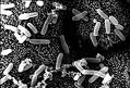 Clostridium - MicrobeWiki
