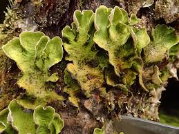 Attēlu rezultāti vaicājumam “Peltigera”