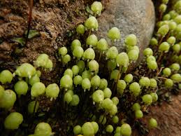 Attēlu rezultāti vaicājumam “Marchantiopsida”