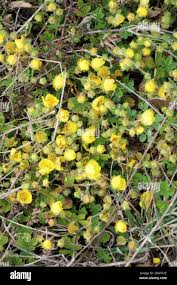 Attēlu rezultāti vaicājumam “Potentilla arenaria flower”