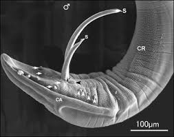 Attēlu rezultāti vaicājumam “Microstoma protracta”
