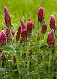 Image result for Trifolium incarnatum