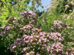 Attēlu rezultāti vaicājumam “Origanum majorana flower”