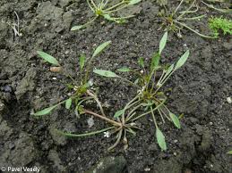 Attēlu rezultāti vaicājumam “Limosella aquatica”