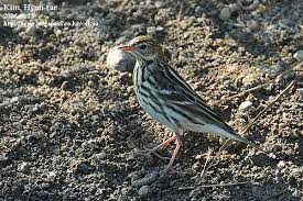 Image result for Anthus gustavi