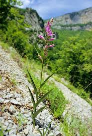 Attēlu rezultāti vaicājumam “Cephalanthera rubra flower”