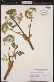 Attēlu rezultāti vaicājumam “Angelica archangelica fruit”