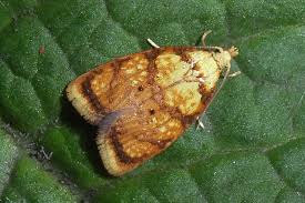 Attēlu rezultāti vaicājumam “Acleris bergmanniana”